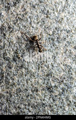 Piccola formica nera che attraversa un piatto di pietra Foto Stock