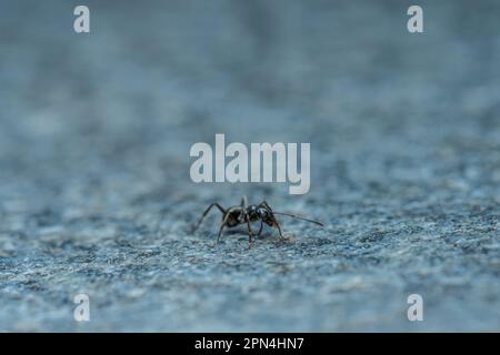 Piccola formica nera che attraversa un piatto di pietra Foto Stock