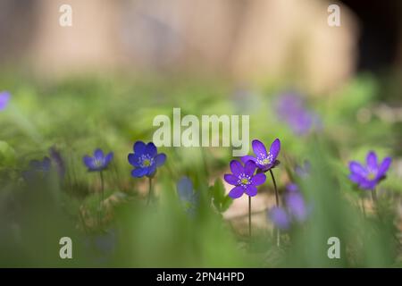 Fiori hepatica che fioriscono nella foresta all'inizio della primavera. Fiori primaverili hepatica nobilis, bellissimo sfondo floreale. Messa a fuoco selettiva. Foto Stock