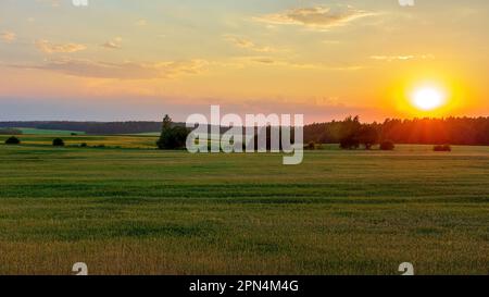 A peaceful sunset in the countryside. Cereal fields to the horizon. The rich colors of summer. Foto Stock