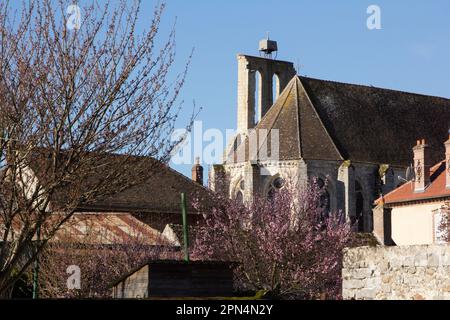 Flagy, Francia: Notre Dame de Pitié, chiesa cattolica romana costruita tra il 1180-1225 in parte vista attraverso la fioritura rosa. Foto Stock