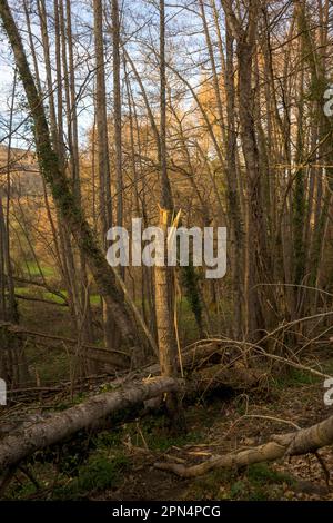 Albero giovane diviso in mezzo alla foresta dal vento verticalmente Foto Stock