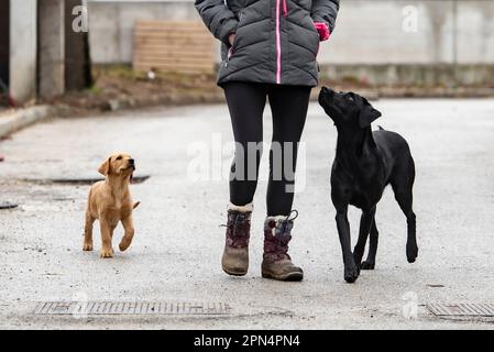 Cane proprietario camminando i suoi due cani, labrador recuperatori, sulla strada. Cani senza guinzaglio che prestano attenzione al loro proprietario. Foto Stock