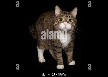 Grande gatto grigio e striato si trova su uno sfondo nero Foto Stock