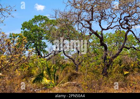 Cerrado (savana brasiliana) con alberi contorti, fine stagione secca. Grande Sertão Veredas National Park, Brasile. Stemless Palm è Attalea geraensis. Il cerrado è un punto caldo di biodiversità. Foto Stock