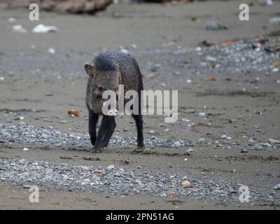 Pecario collato (Dicotyles tajacu) al Parco Nazionale di Corcovado, Penisola di Osa, Costa Rica Foto Stock