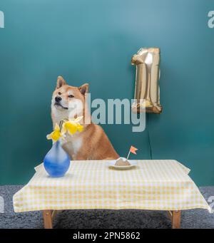 Il cane di 1 anni shiba inu rosso è seduto davanti alla sua torta di compleanno. Foto Stock