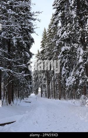 Gioie invernali in montagna. Foto Stock