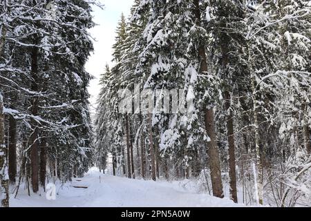Gioie invernali in montagna. Foto Stock