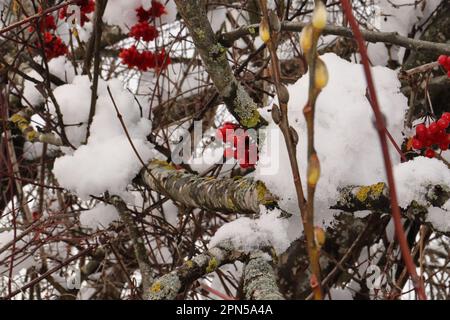 Inverno a Weitnau. Foto Stock