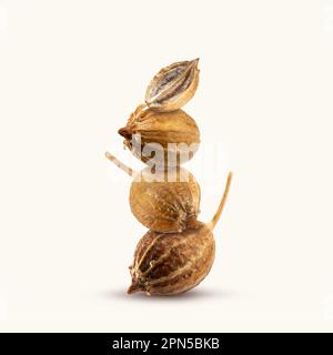 Primo piano di una pila di semi di coriandolo secchi organici, interi e tagliati su uno sfondo beige. Torre di piccante e profumato Seasoning. Gallatina di equilibrio Foto Stock