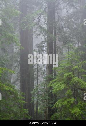 Alberi di sequoia e nebbia in cima a Cal Barrel Road, Prairie Creek Redwoods state Park, California. Foto Stock
