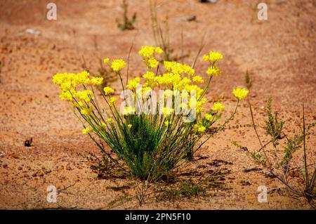 Fiori selvatici di grano saraceno - Australia Occidentale Foto Stock