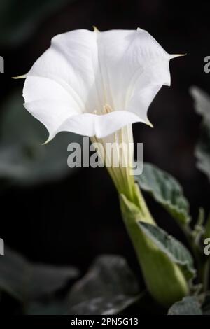 (Datura inoxia) Fiore di tromba bianco Foto Stock