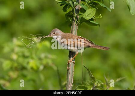 Common whitethroat (Sylvia communis) Foto Stock