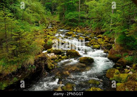 Piesslingbach, Windischgarsten, alta Austria in autunno Foto Stock