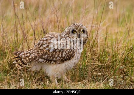 Sumpfohreule, gufo dalle orecchie corte (Asio flammeus) Foto Stock