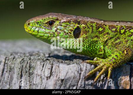 Lucertola di sabbia (Lacerta agilis) lucertola di sabbia Foto Stock