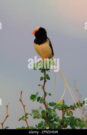 whydah (Vidua fischeri) maschio adulto, in allevamento piumaggio, chiamando, seduto nel cespuglio, Tsavo West N. P. Kenya Foto Stock