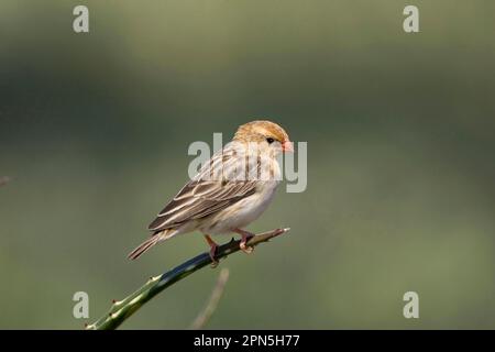 Whydah (Vidua fischeri), femmina, Ndutu, Serengeti, Tanzania Foto Stock