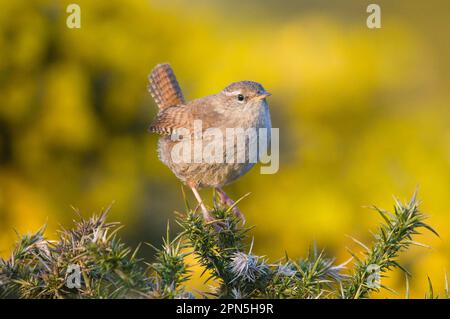 Wren, Wrens eurasiatica (troglodytes troglodytes), songbirds, animali, uccelli, inverno Wren adulto, Arroccato su gola, Norfolk, Inghilterra, primavera Foto Stock