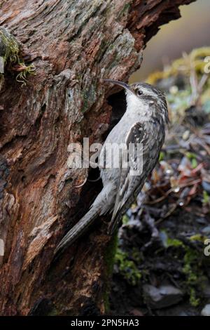 Treecreeper Himalayano, songbirds, animali, uccelli, Treecreeper a coda di bar (Certhia himalayana) adulto, foraging su ceppo di albero, Meilixueshan, Yunnan Foto Stock