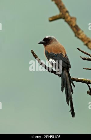 Treepie grigio (Dendrocitta formosae formosaoe) adulto, con piume bagnato dopo pioggia, seduto su un ramo, Taiwan Foto Stock