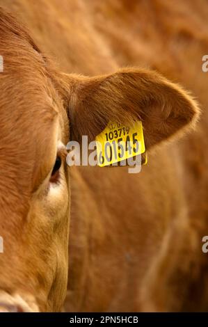 Bovini domestici, bovini Limousin, primo piano dell'orecchio con etichetta di identificazione, con numero di mandria e numero individuale, Inghilterra, Regno Unito Foto Stock