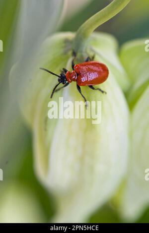 Scarlatto di giglio (Lilioceris lilii), scarlatto di foglie, altri animali, insetti, coleotteri, Animali, scarlatto Lily Beetle adulto, su White Snake's Head Foto Stock