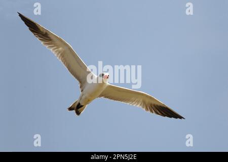 Terna Caspia (Hydroprogne caspia) adulta, piumaggio non riproduttivo, in volo, Gambia Foto Stock