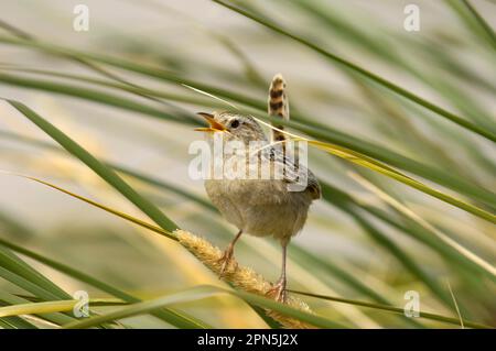 Falkland Sedge Wren, Falkland Sedge Wren, endemico, uccelli canori, animali, Uccelli, Erba Wren (Cistothorus platensis falklandicus) adulto, canto, arroccato Foto Stock