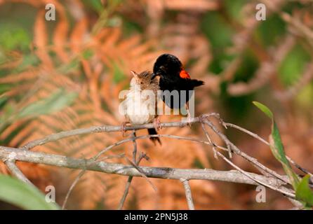 Fairywren con dorso rosso (Malurus melanocephalus), fairy wren con dorso rosso, fairy wren con dorso rosso, songbirds, animali, Birds, Red-Backed Fairy Wren - Adulti Foto Stock