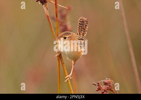 Sedge Wren (Cistothorus platensis) adulto, arroccato su fusto, Rincon de Cobo, Provincia di Buenos Aires, Argentina Foto Stock