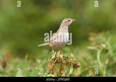 Rene di erba (Cistothorus platensis), Wren di ciglio, Wren di ciglio, uccelli canori, animali, Uccelli, Erba Wren Falklands Foto Stock