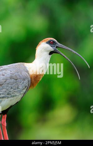 Ibis (Theristicus caudatus) con collo in buff, adulti, chiamata, primo piano della testa e del collo, Rupununi, Guyana Foto Stock