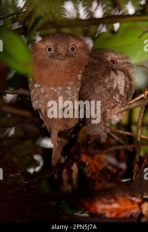 Sri Lanka Sri lanka frogmouth (Batrachostomus moniliger), coppia di adulti, seduta sul suo vagone durante il giorno, Sinharaja Forest N. P. Sri Lanka Foto Stock