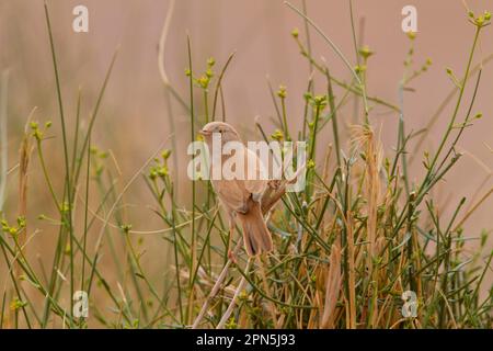 African Desert Warbler (Sylvia deserti) adulto, arroccato su fusto, Marocco Foto Stock