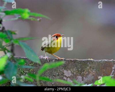 Tesia a testa di castagno (Tesia castaneocoronata), adulto, arroccato su pietra, Sattal, Uttarakhand, India Foto Stock