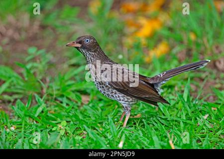 Thrasher dagli occhi perlati (Margarops fuscatus klinikowskii) adulto, in piedi sul terreno, piantagione Fond Doux, St Lucia, Isole Windward, piccole Antille Foto Stock