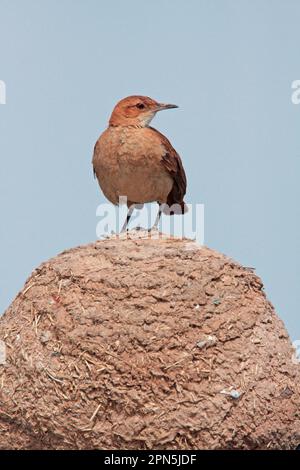 Rufous Hornero (Furnarius rufus), rufous hornero, uccelli vasai, animali, uccelli, Rufous Hornero adulto, arroccato su fango 'forno' nido, Buenos Aires Foto Stock