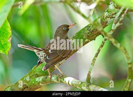 Thrasher dagli occhi perlati (Margarops fuscatus klinikowskii) adulto, appollaiato sul ramo con coda cagliata, piantagione Fond Doux, St Lucia, Isole Vento Foto Stock