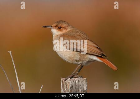 Vasaio arrugginito, hornero rufoso (Furnarius rufus), uccelli vasaio, animali, uccelli, Hornero rufoso adulto, Arroccato sul posto, Rincon de Cobo, Buenos Aires Foto Stock