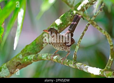 Thrasher dagli occhi perlati (Margarops fuscatus klinikowskii) adulto, appollaiato sul ramo con coda cagliata, piantagione Fond Doux, St Lucia, Isole Vento Foto Stock