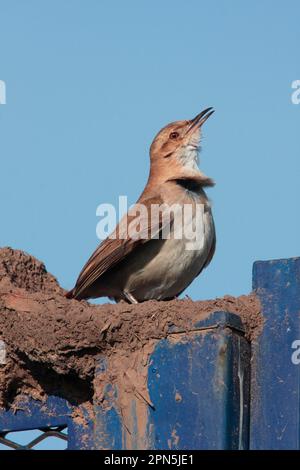 Rufous Hornero (Furnarius rufus), rufous hornero, uccelli vasai, animali, uccelli, Rufous Hornero adulto, cantando, arroccato su fondamenta di nido di fango Foto Stock