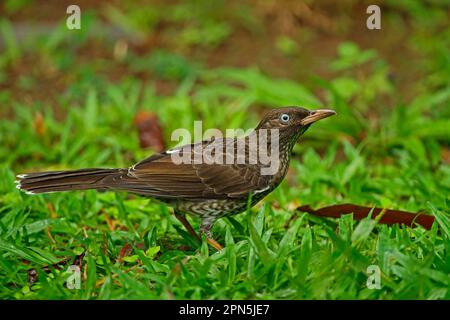 Thrasher dagli occhi perlati (Margarops fuscatus klinikowskii) adulto, in piedi sul terreno, piantagione Fond Doux, St Lucia, Isole Windward, piccole Antille Foto Stock