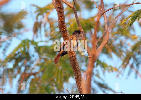 Becard rosa (Pachyramphus aglaiae) adulto, seduto in albero, Costa Rica Foto Stock