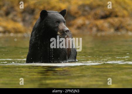 Orso di Kermode (Ursus americanus kermodei), orso fantasma, orso di kermode, orso fantasma, orso, Predatori, mammiferi, animali, American Black Bear adulto Foto Stock