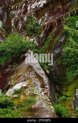 Grizzly Bear (Ursus arctos horribilis) maschio immaturo, che dorme sulla sporgenza della scogliera che domina l'estuario al bordo della foresta pluviale temperata, Mussel Inlet Foto Stock