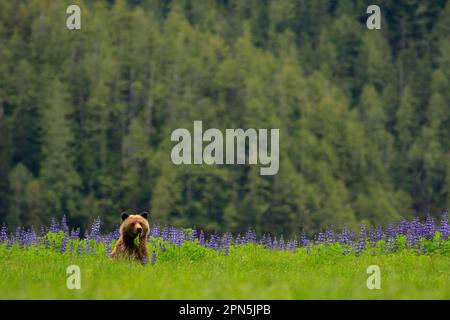 Orso Grizzly (Ursus arctos horribilis) adulto, nutrirsi di foglie, accanto a Nootka Lupin (Lupinus nootkatensis) fioritura in schiarimento di temperato Foto Stock