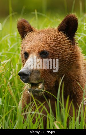 Orso Grizzly (Ursus arctos horribilis) cucciolo, primo piano della testa, si nutre di siepi nella radura della foresta pluviale costiera temperata, all'interno del passaggio, Costa Foto Stock